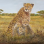 Cheetah With Cubs